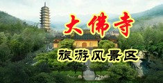 美国黄色肥胖大BB中国浙江-新昌大佛寺旅游风景区
